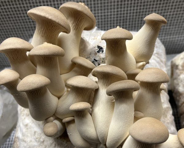 Mushroom Liquid Cultures / 10-20ml - Image 26