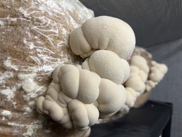 Mushroom Liquid Cultures / 10-20ml - Image 27