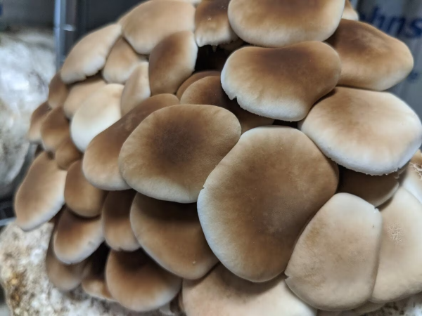 Mushroom Liquid Cultures / 10-20ml - Image 2