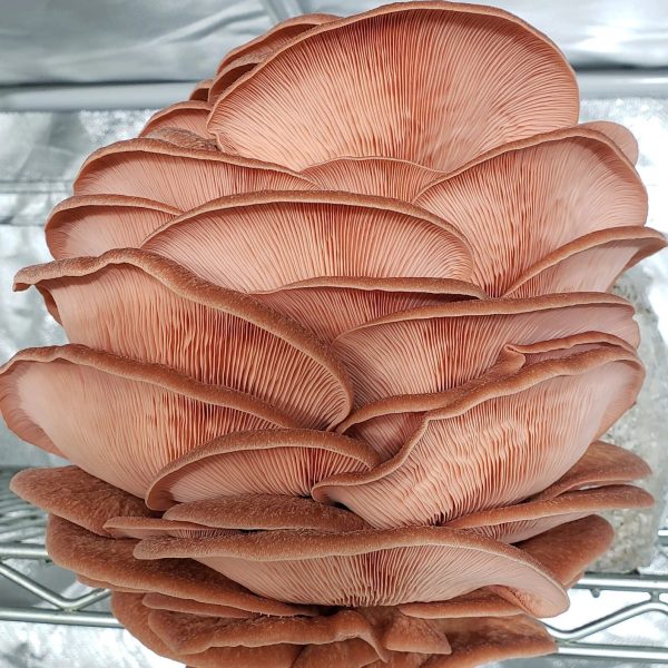 Mushroom Liquid Cultures / 10-20ml - Image 3