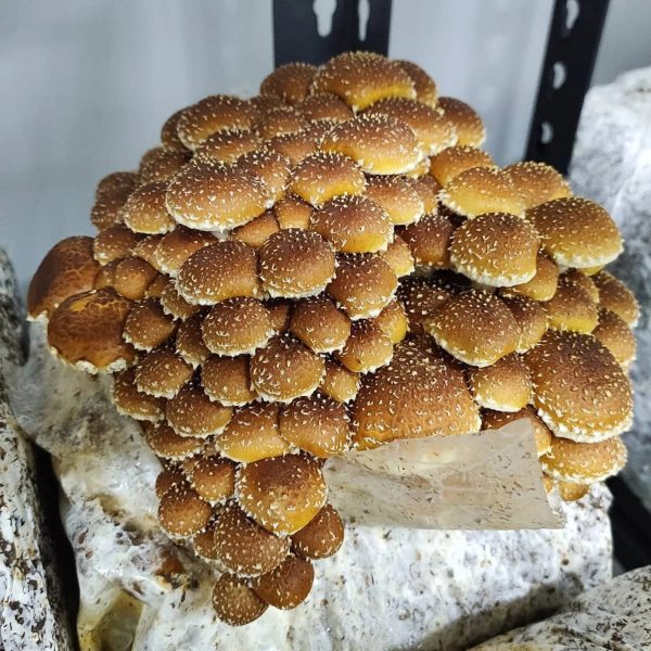 Mushroom Liquid Cultures / 10-20ml - Image 4