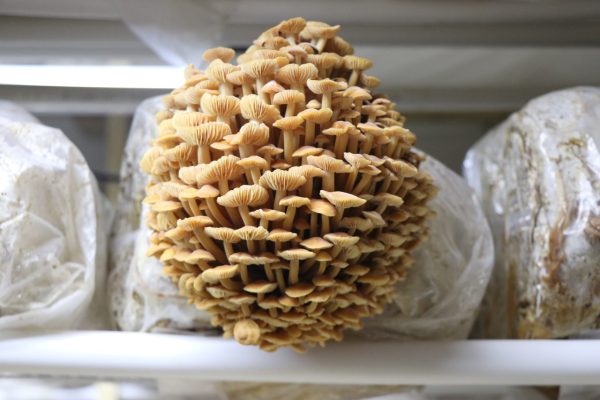 Mushroom Liquid Cultures / 10-20ml - Image 5