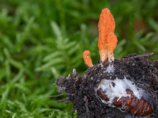 Mushroom Liquid Cultures / 10-20ml - Image 6