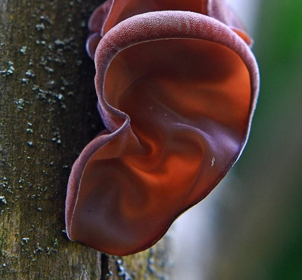 Mushroom Liquid Cultures / 10-20ml - Image 10