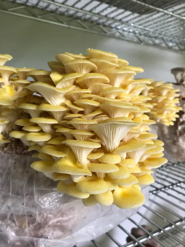 Mushroom Liquid Cultures / 10-20ml - Image 12