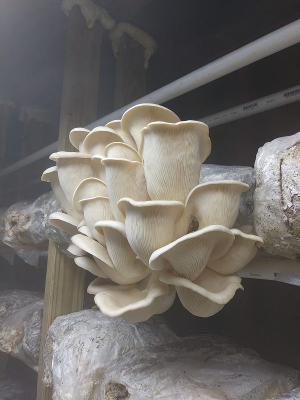 Mushroom Liquid Cultures / 10-20ml - Image 13