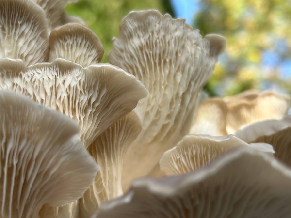 Mushroom Liquid Cultures / 10-20ml - Image 14