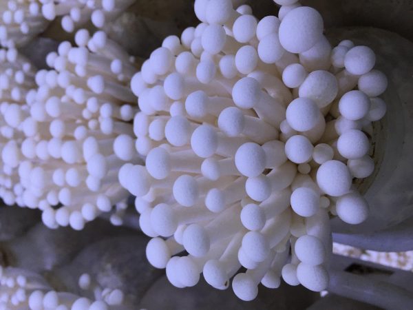 Mushroom Liquid Cultures / 10-20ml - Image 15
