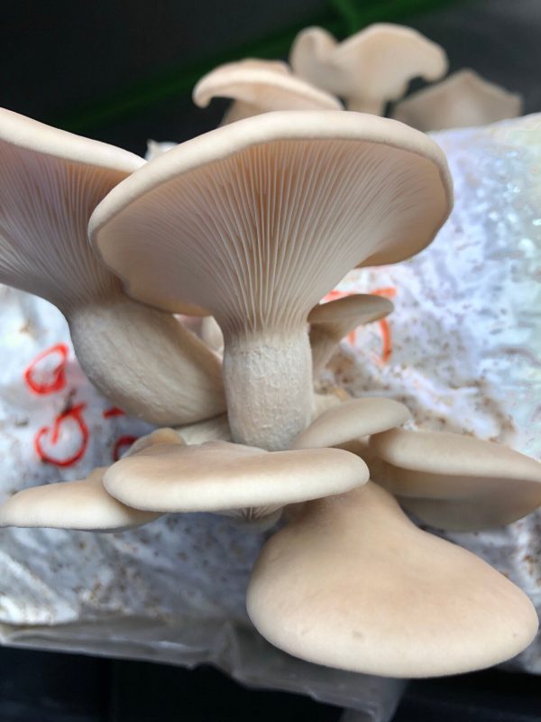 Mushroom Liquid Cultures / 10-20ml - Image 17