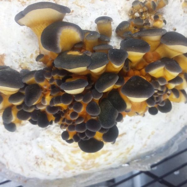 Mushroom Liquid Cultures / 10-20ml - Image 20