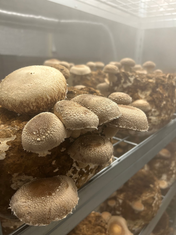 Mushroom Liquid Cultures / 10-20ml - Image 22