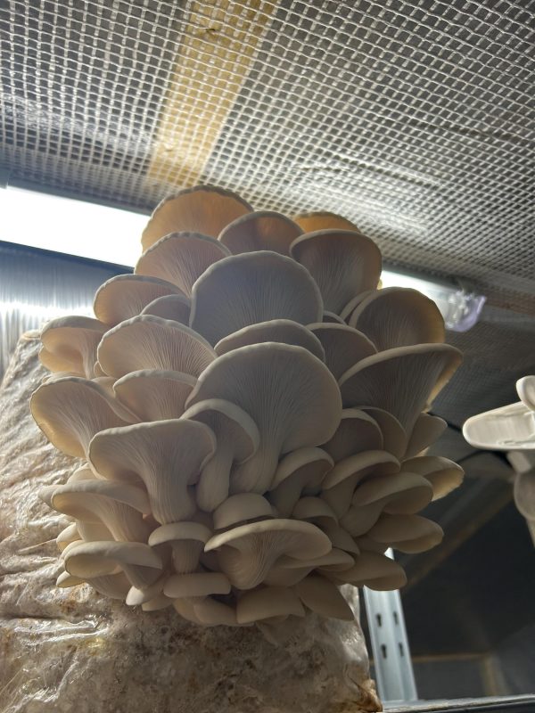 Mushroom Liquid Cultures / 10-20ml - Image 24