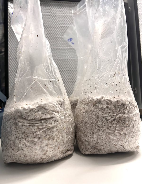 Grain Spawn 1.5KG/unit - Pack of 5