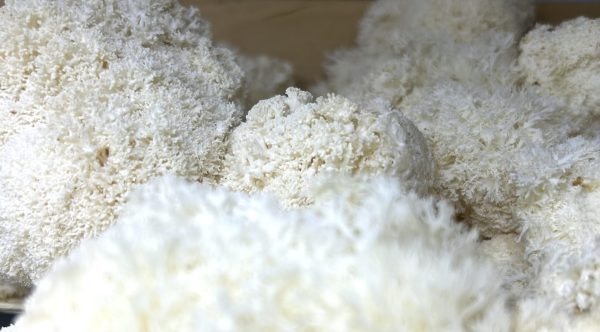 Lion's Mane - Image 5