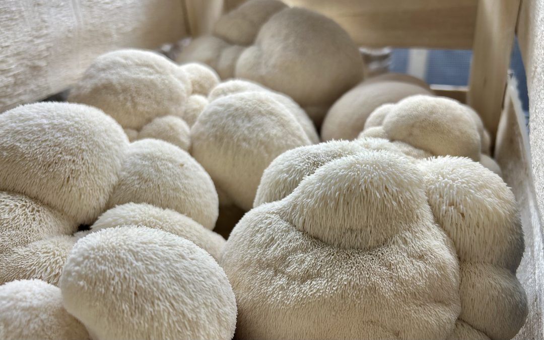Unlocking the Power of Lion’s Mane Mushrooms: Benefits, Uses, and Culinary Delights