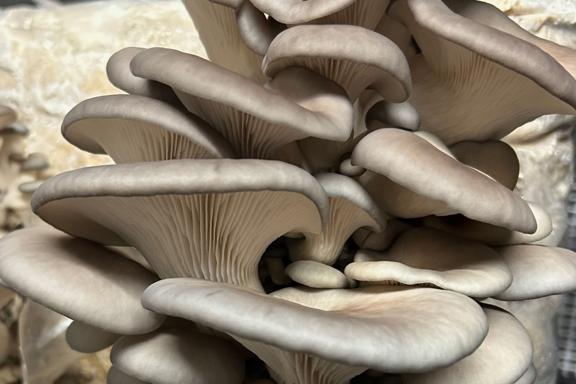 King-Blue-Oyster