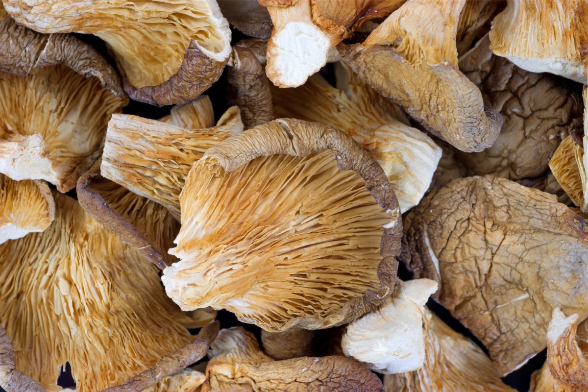 dried-oyster-mushrooms-3920387286