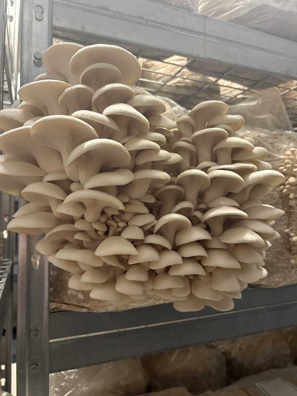 Oyster - Image 2